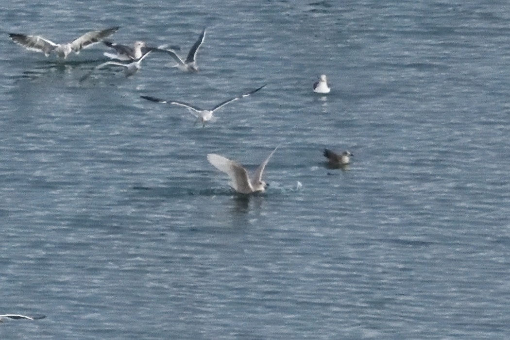 Мартин гренландський - ML646384907