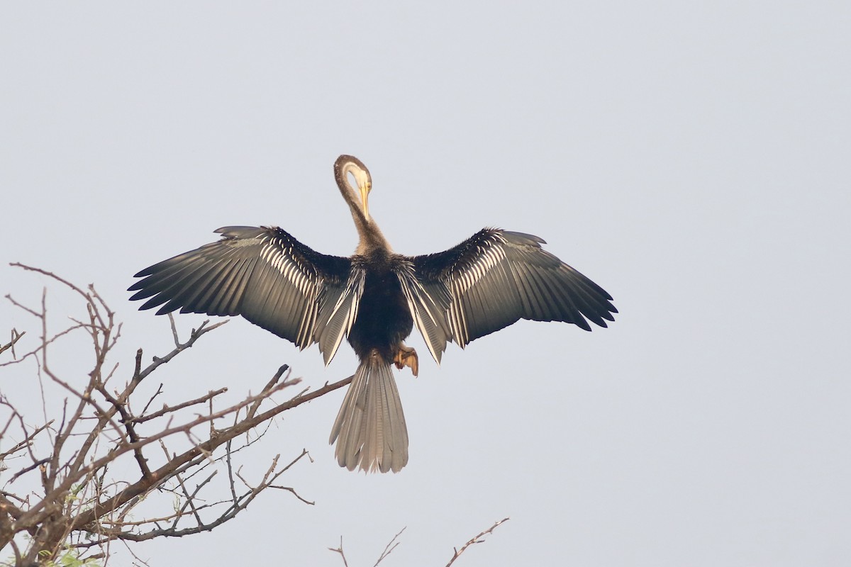 Oriental Darter - ML646384908