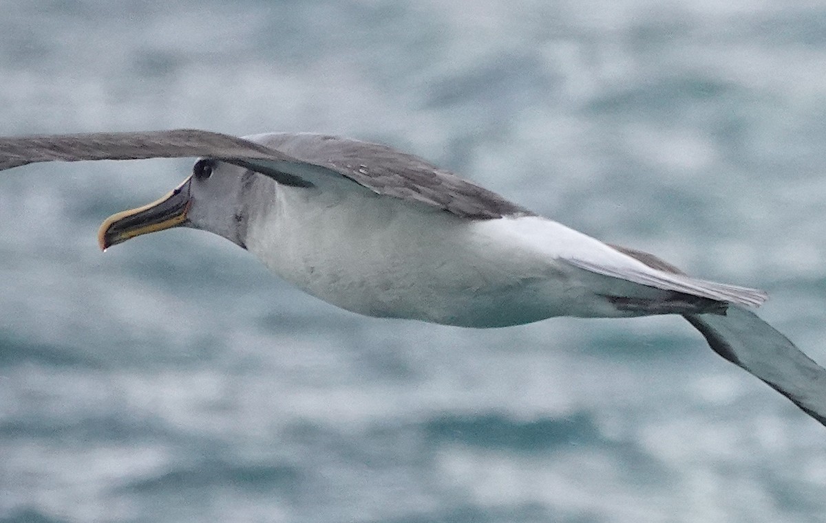 Buller's Albatross - ML646384909