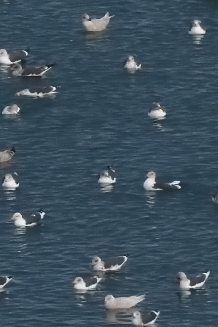 Мартин гренландський - ML646384910