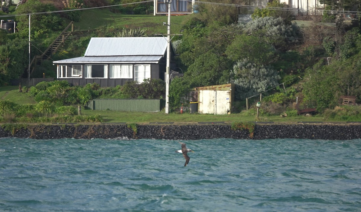 Buller's Albatross - ML646384911