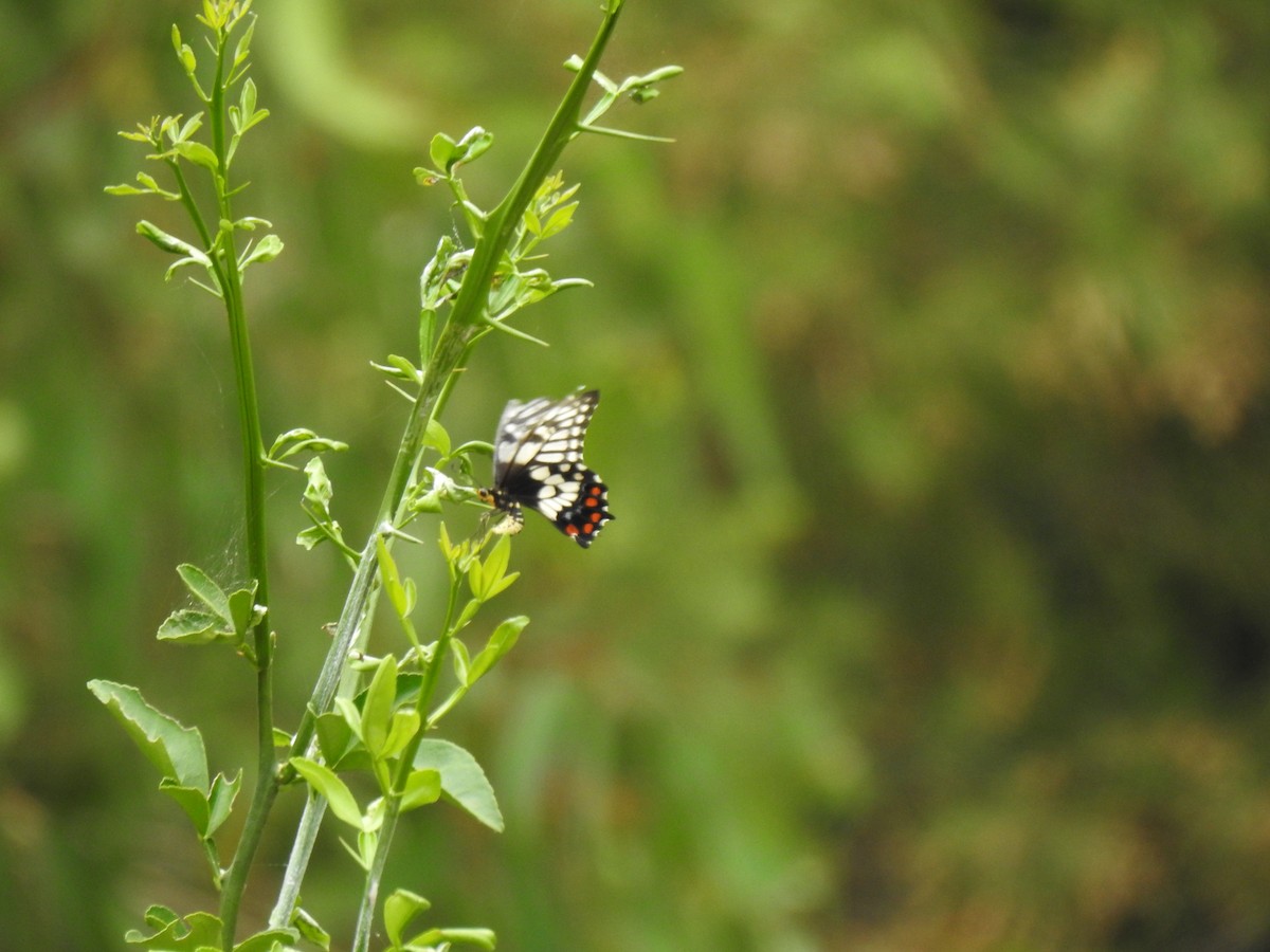 Dainty Swallowtail - ML646384915