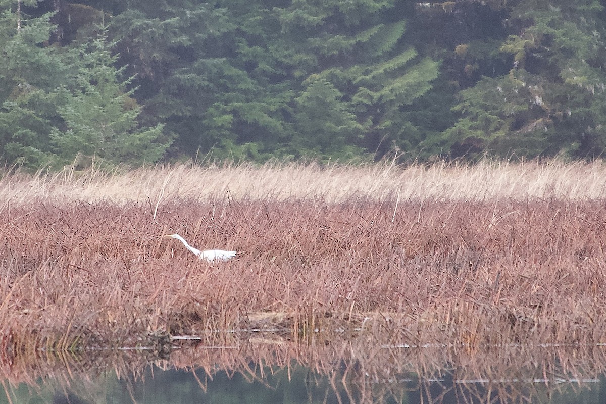 Great Egret - ML646384928