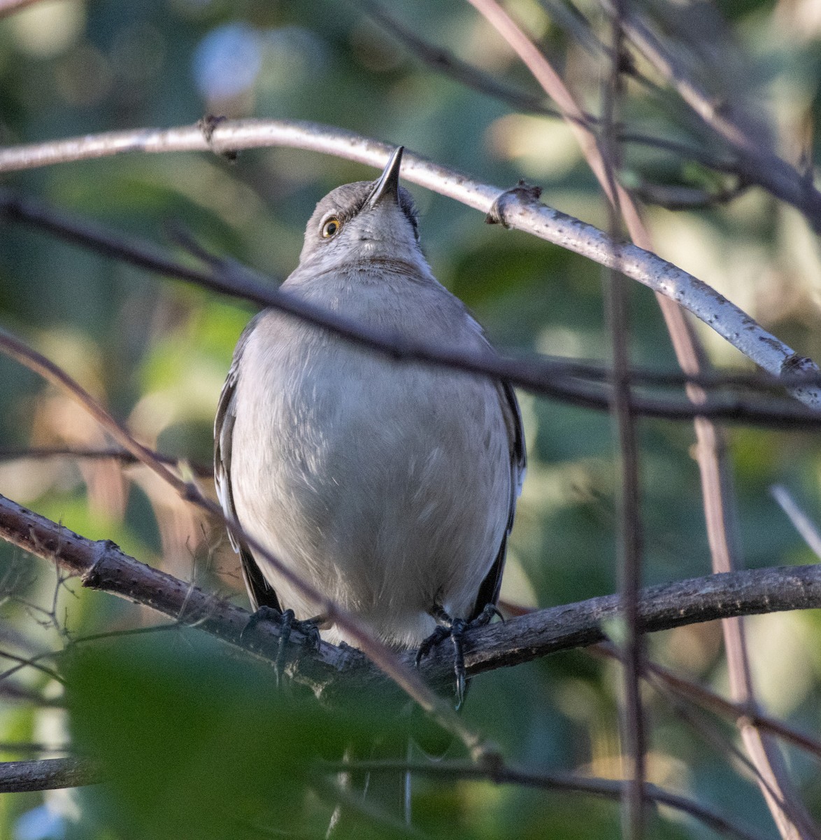 Gartenspottdrossel - ML646384929