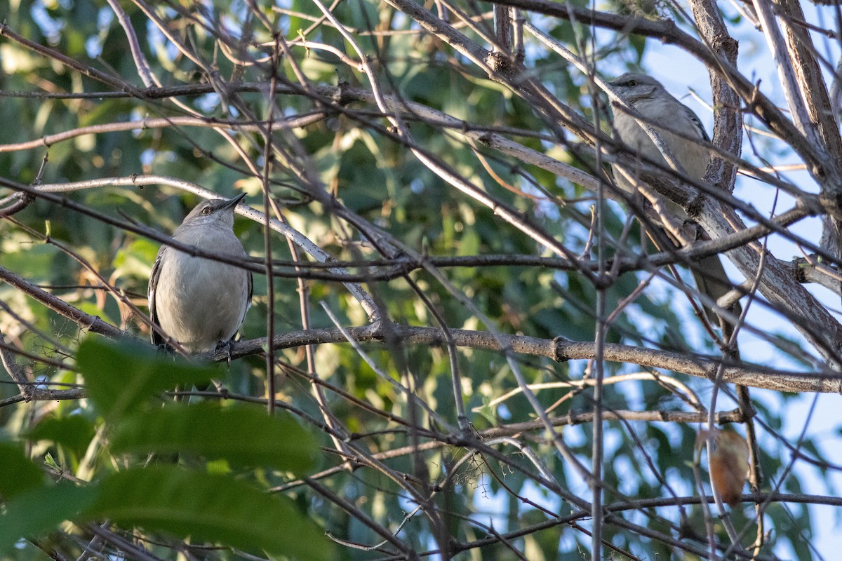 Gartenspottdrossel - ML646384930