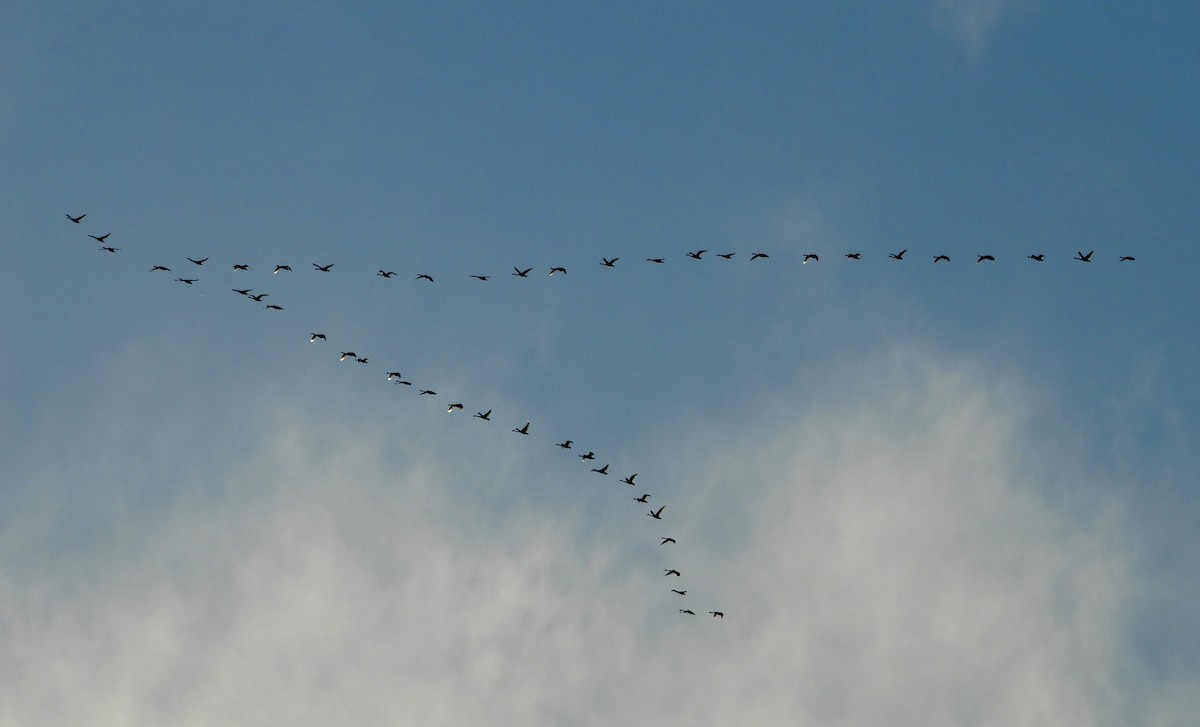 Tundra Swan - ML646384931