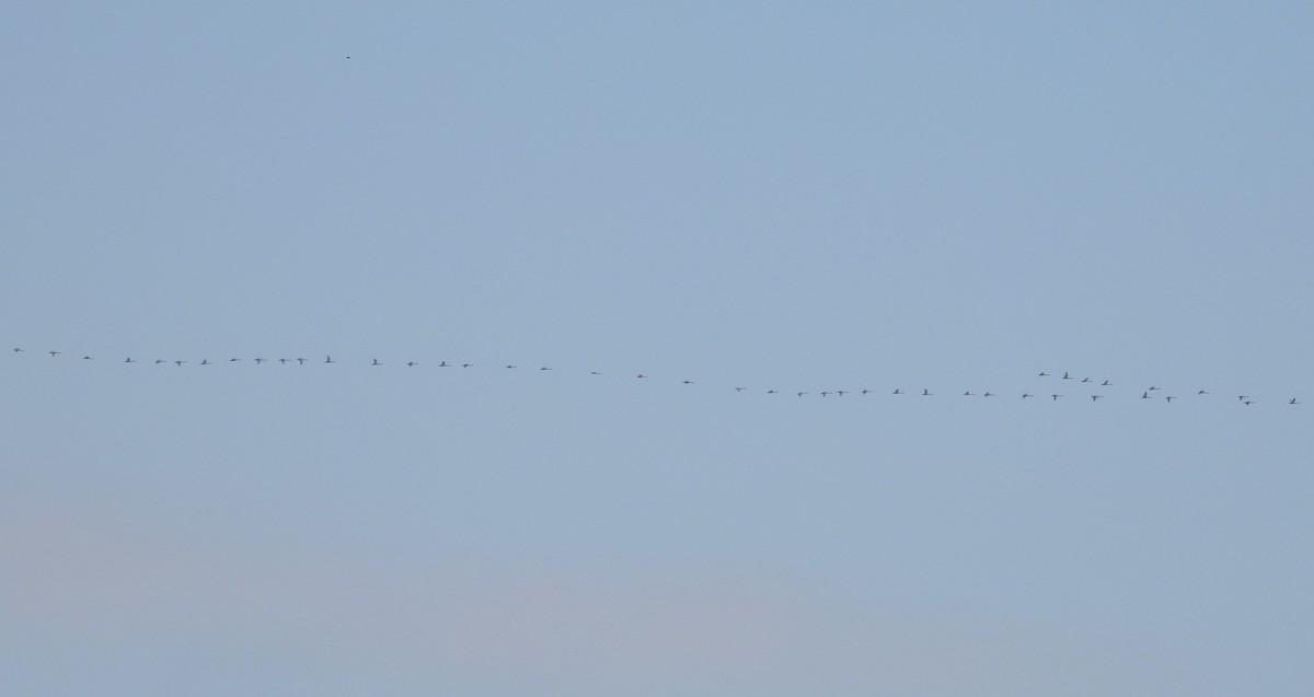 Tundra Swan - ML646384932