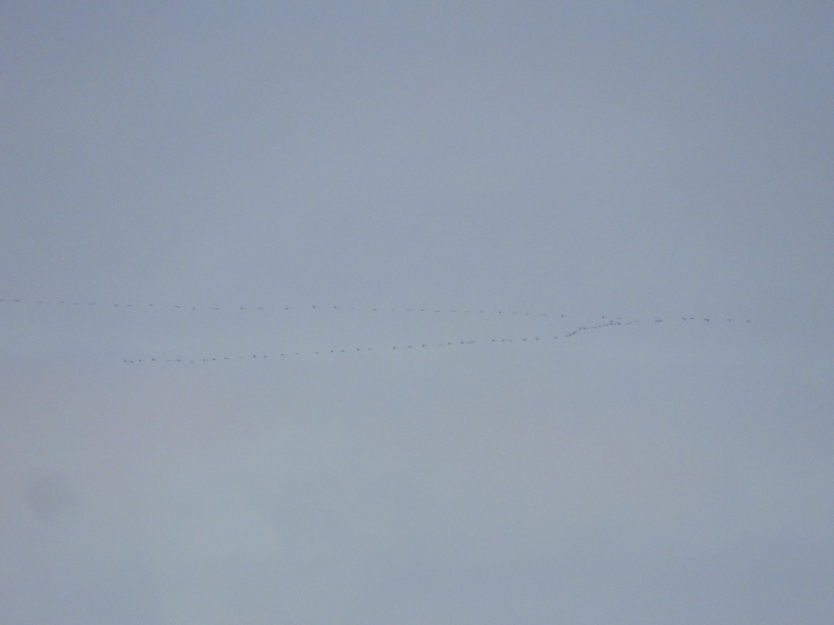 Tundra Swan - ML646384933