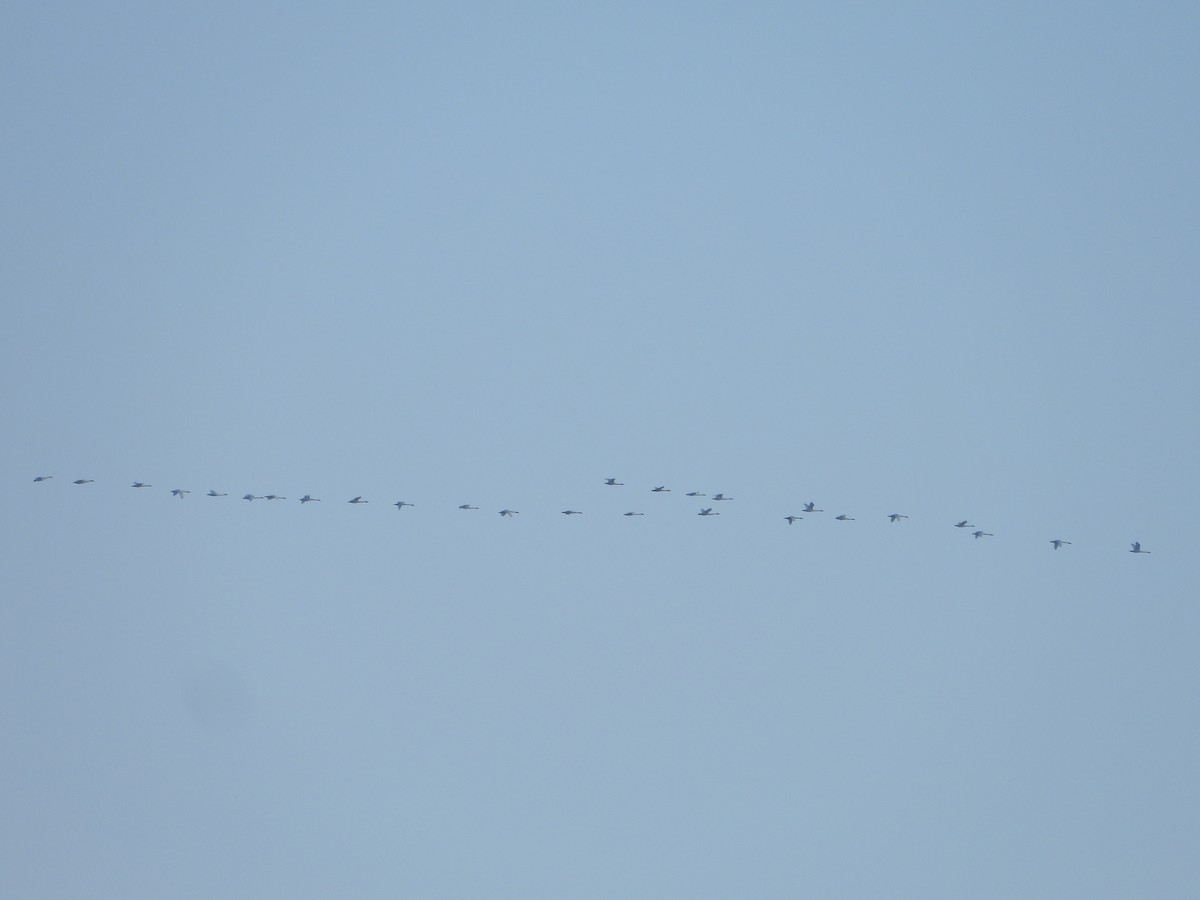 Tundra Swan - ML646384934