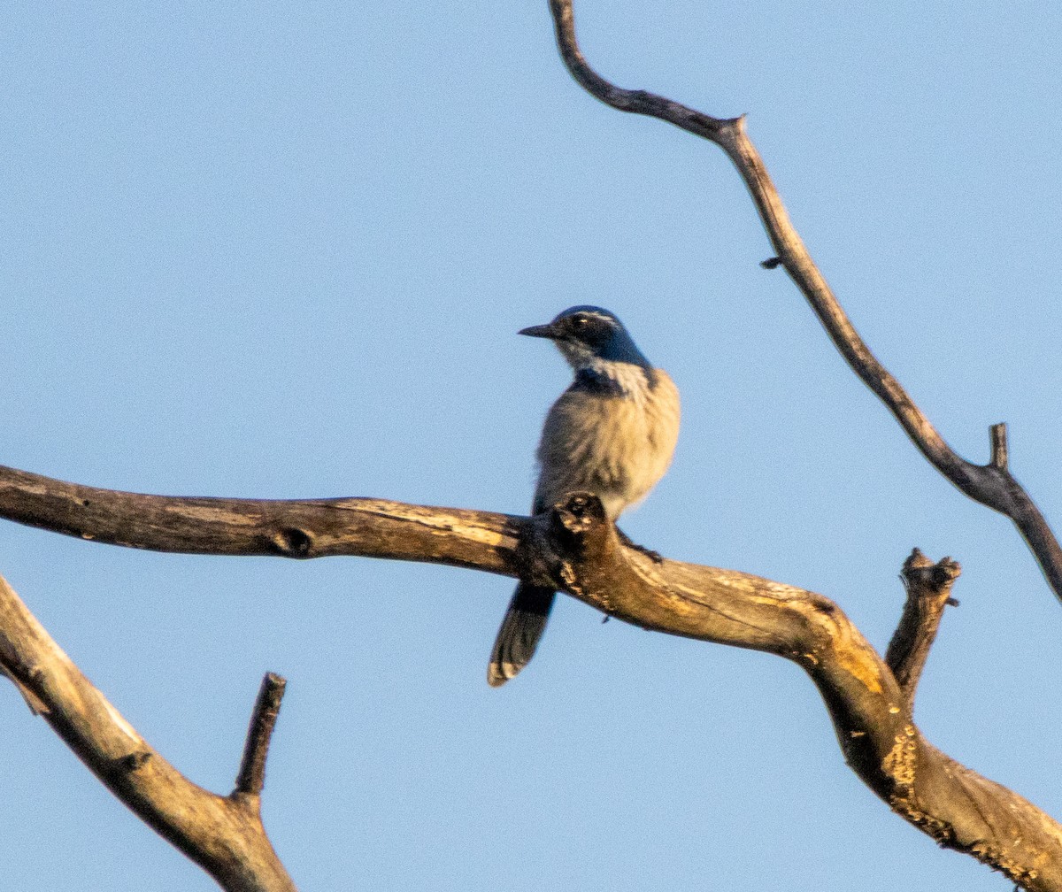 California Scrub-Jay - ML646384935