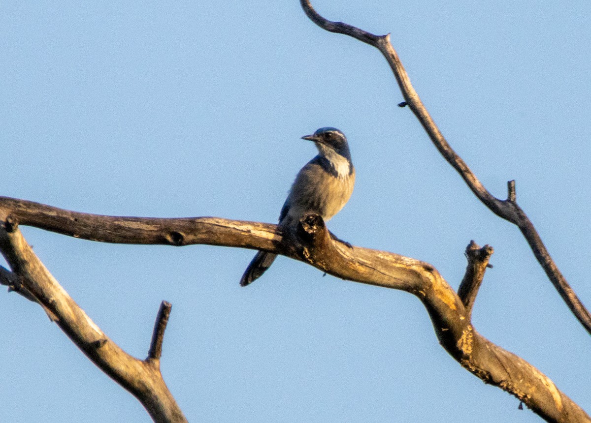 California Scrub-Jay - ML646384936