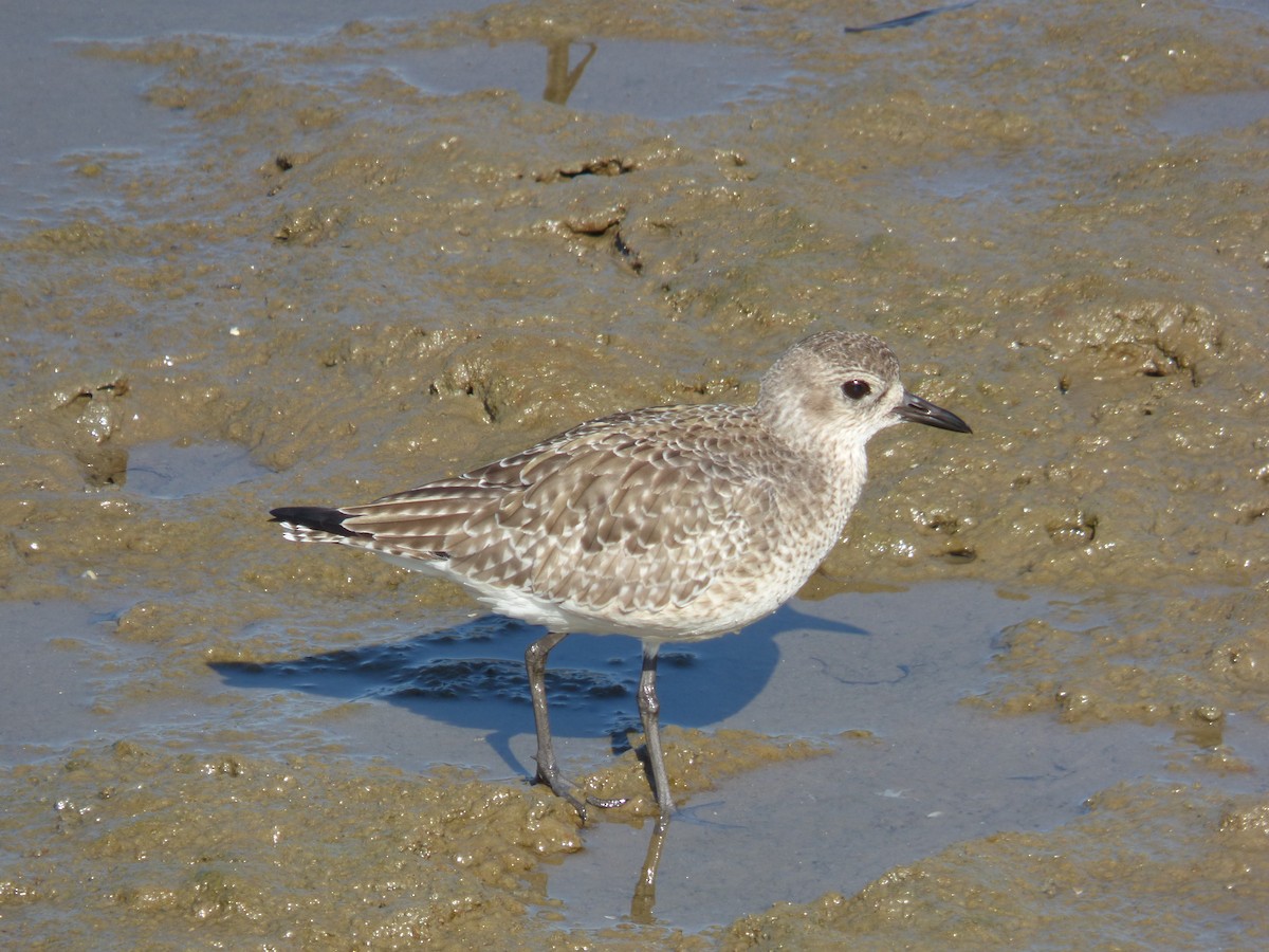 Black-bellied Plover - ML646384937