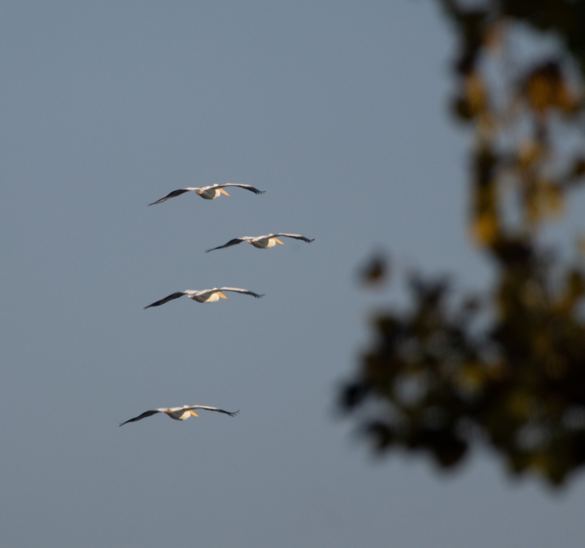 Amerika Pelikanı - ML646384942