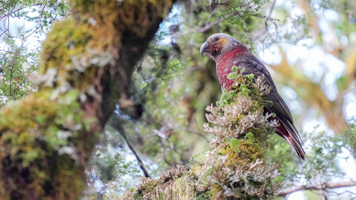 New Zealand Kaka - ML646384944