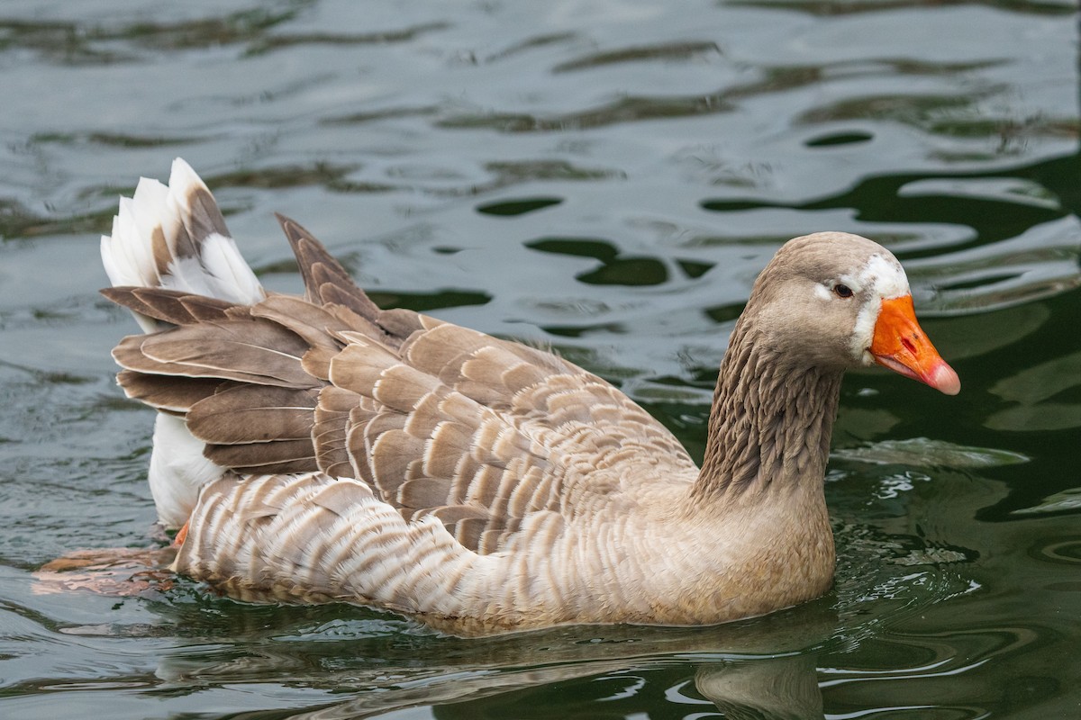 Oie cendrée - ML646384945