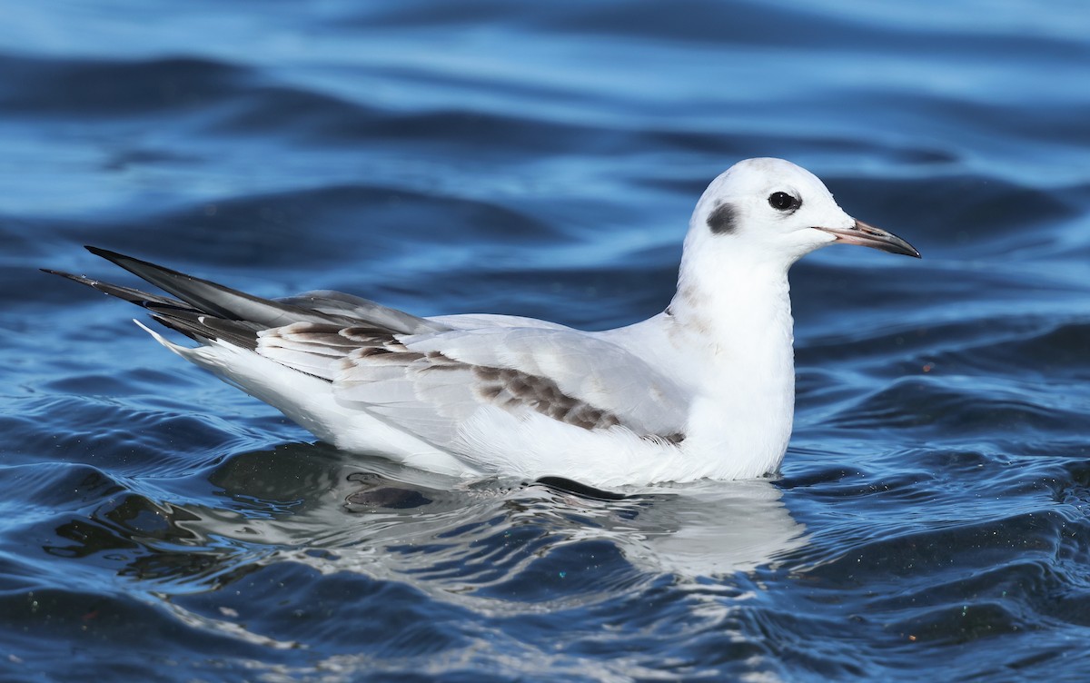Bonaparte's Gull - ML646384946