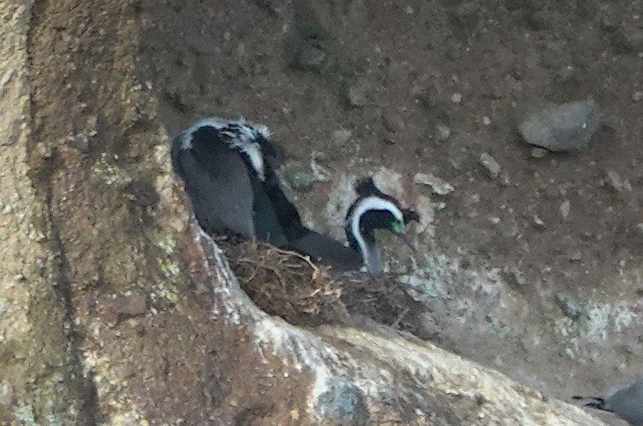 Tüpfelscharbe - ML646384947