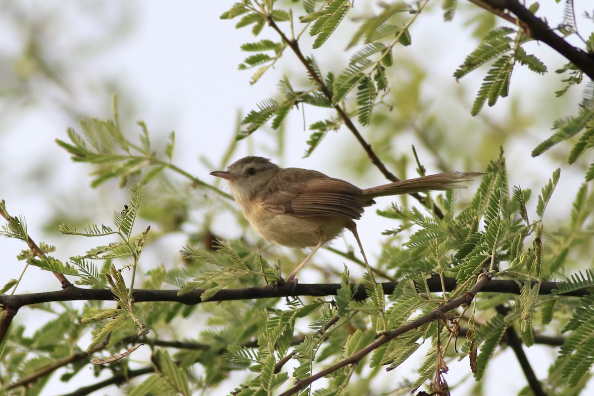 Plain Prinia - ML646384948