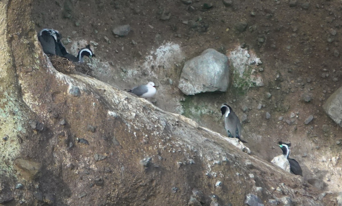 Tüpfelscharbe - ML646384949