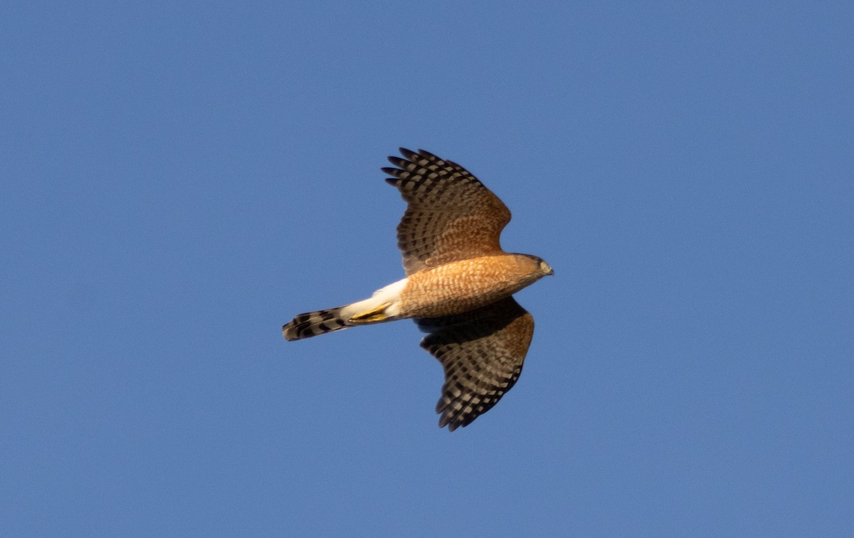 クーパーハイタカ - ML646384950