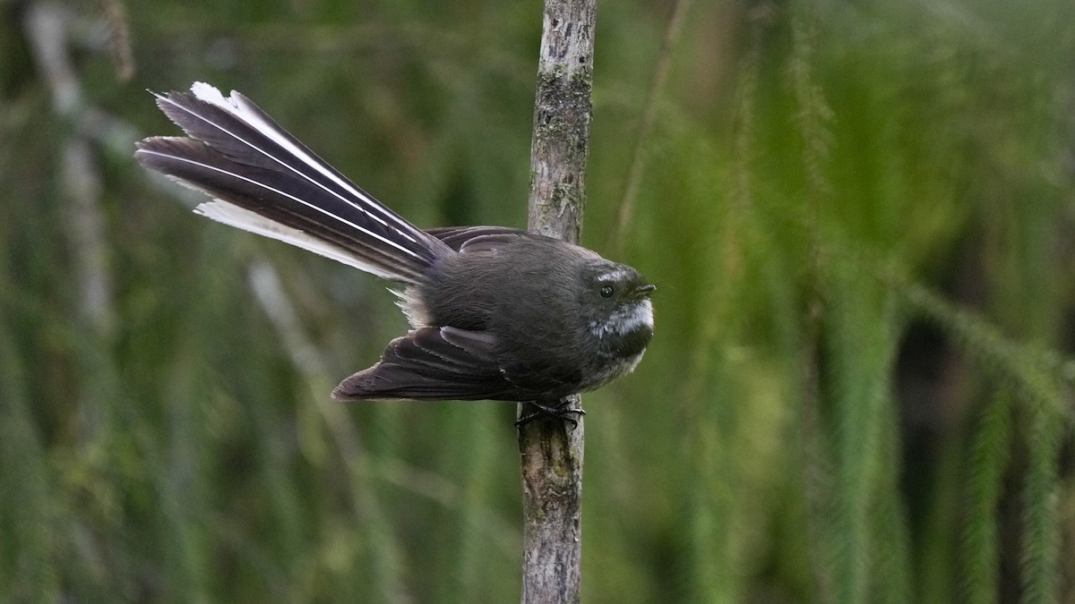 New Zealand Fantail - ML646384952
