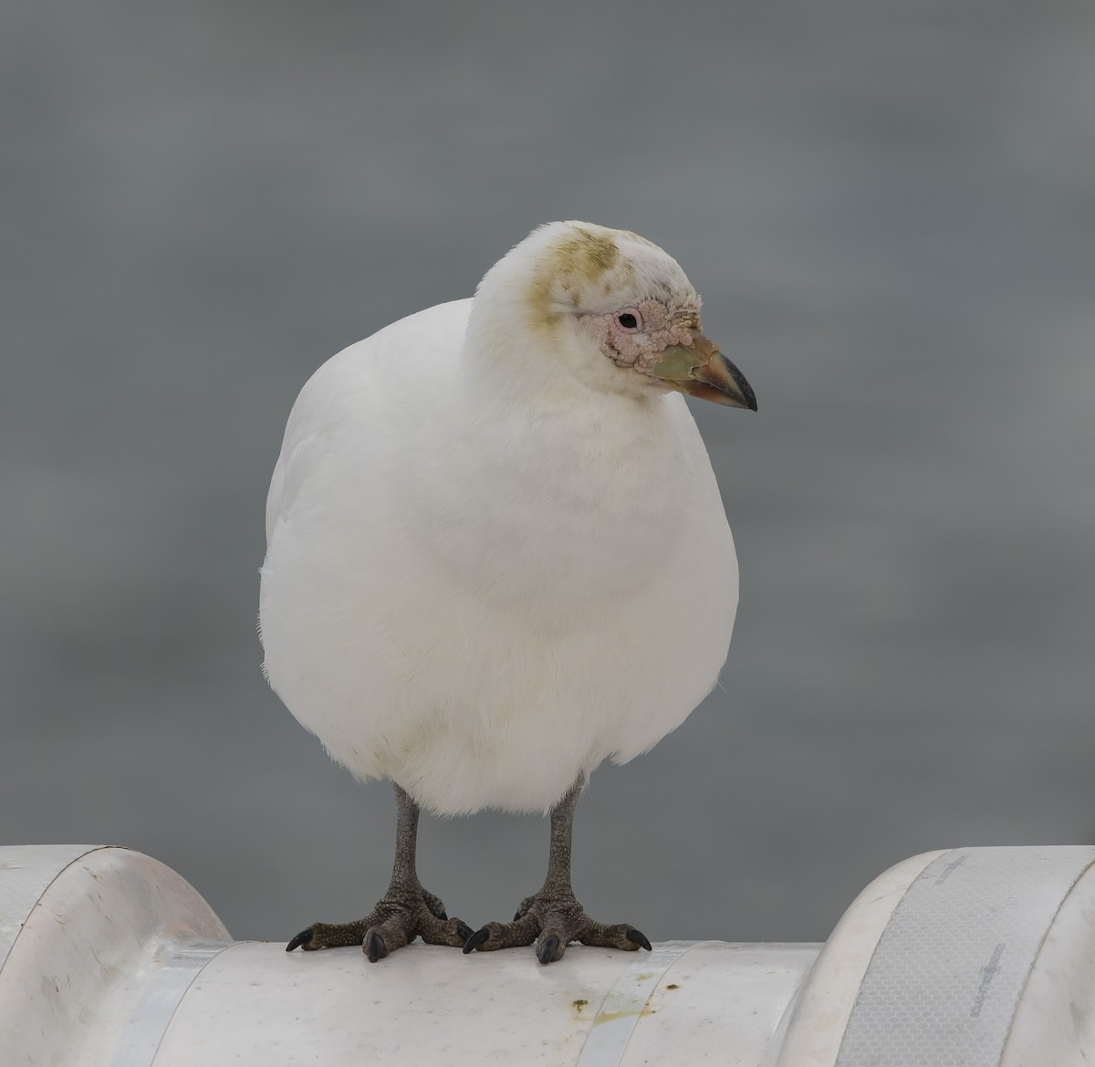 サヤハシチドリ - ML646384953