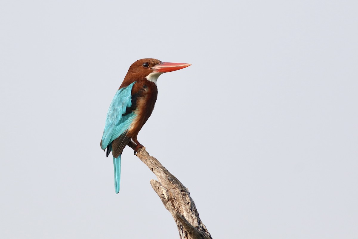 kastanjeisfugl - ML646384955