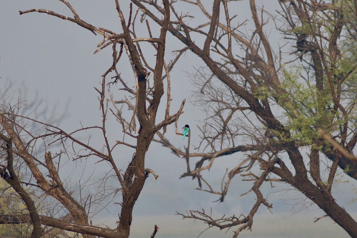 kastanjeisfugl - ML646384956