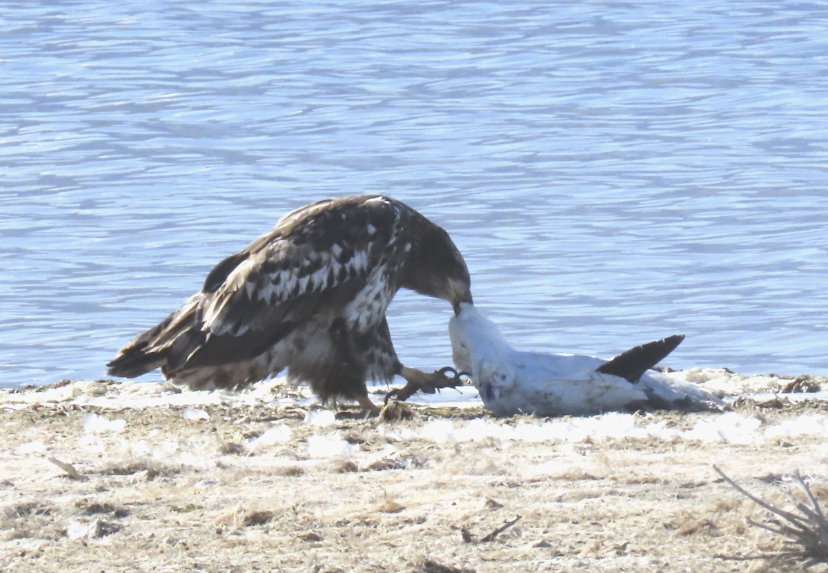 Bald Eagle - ML646384957