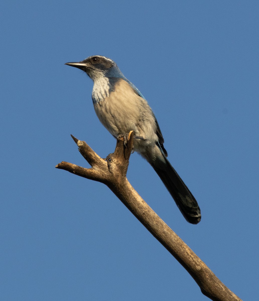 California Scrub-Jay - ML646384958