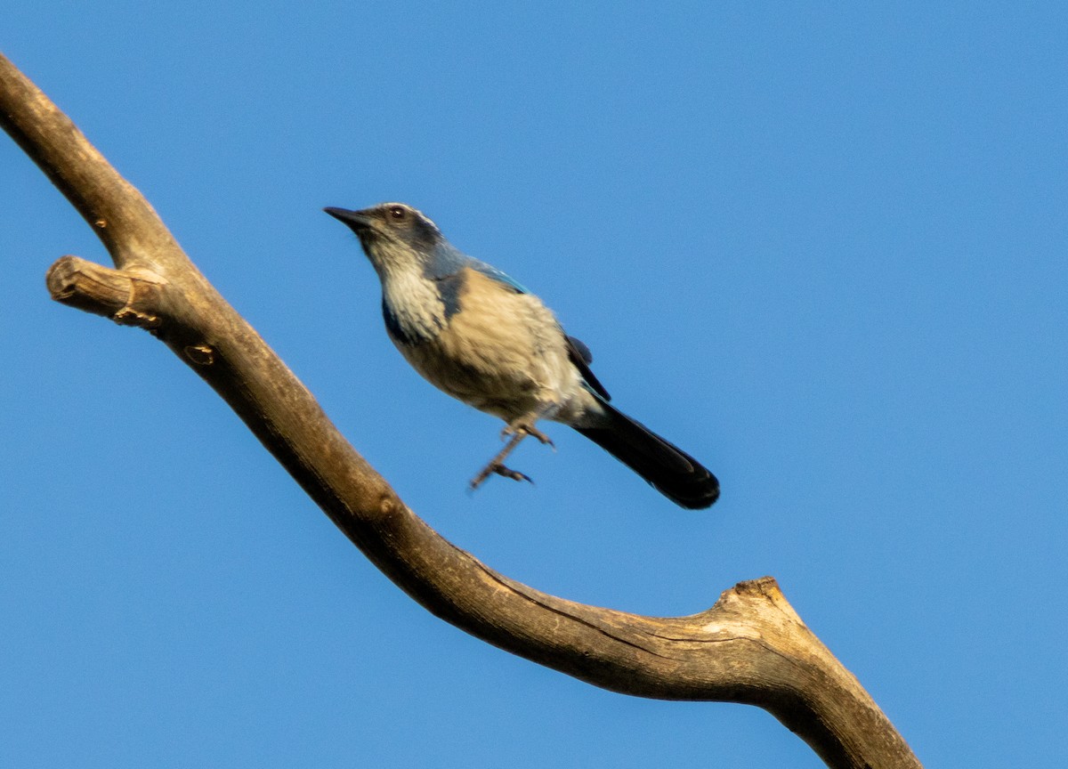 krattskrike - ML646384959