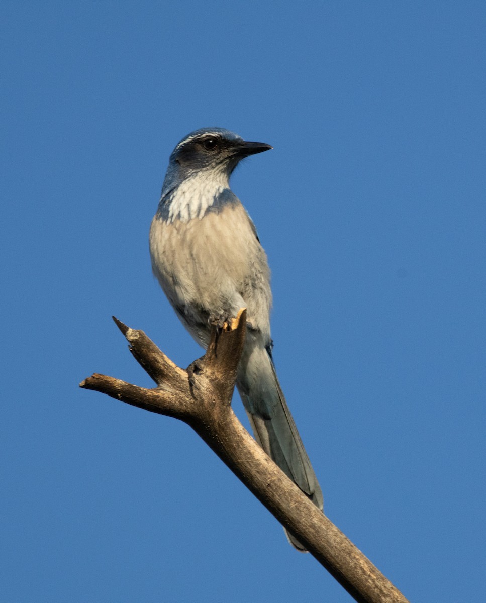 krattskrike - ML646384960