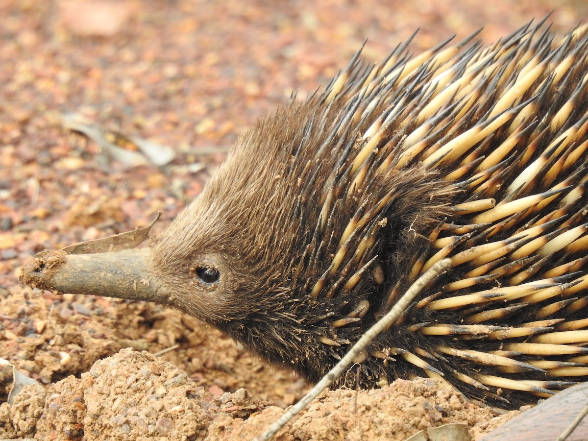 Short-beaked Echidna - ML646384961