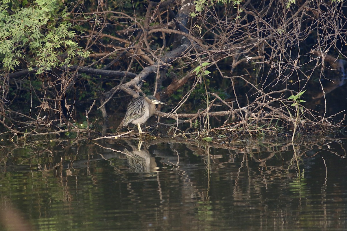 Little Heron - ML646384964