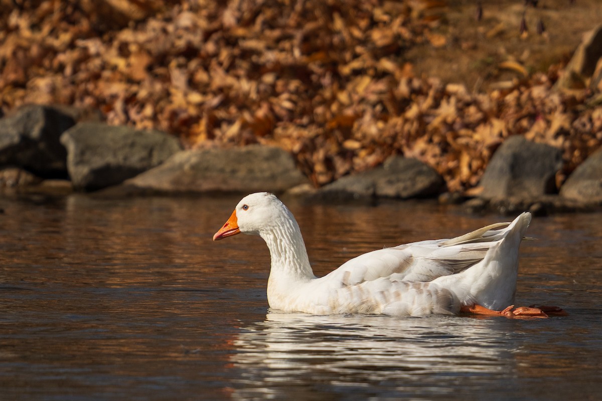 grågås - ML646384965