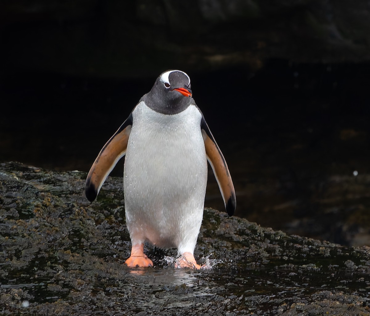 bøylepingvin - ML646384966