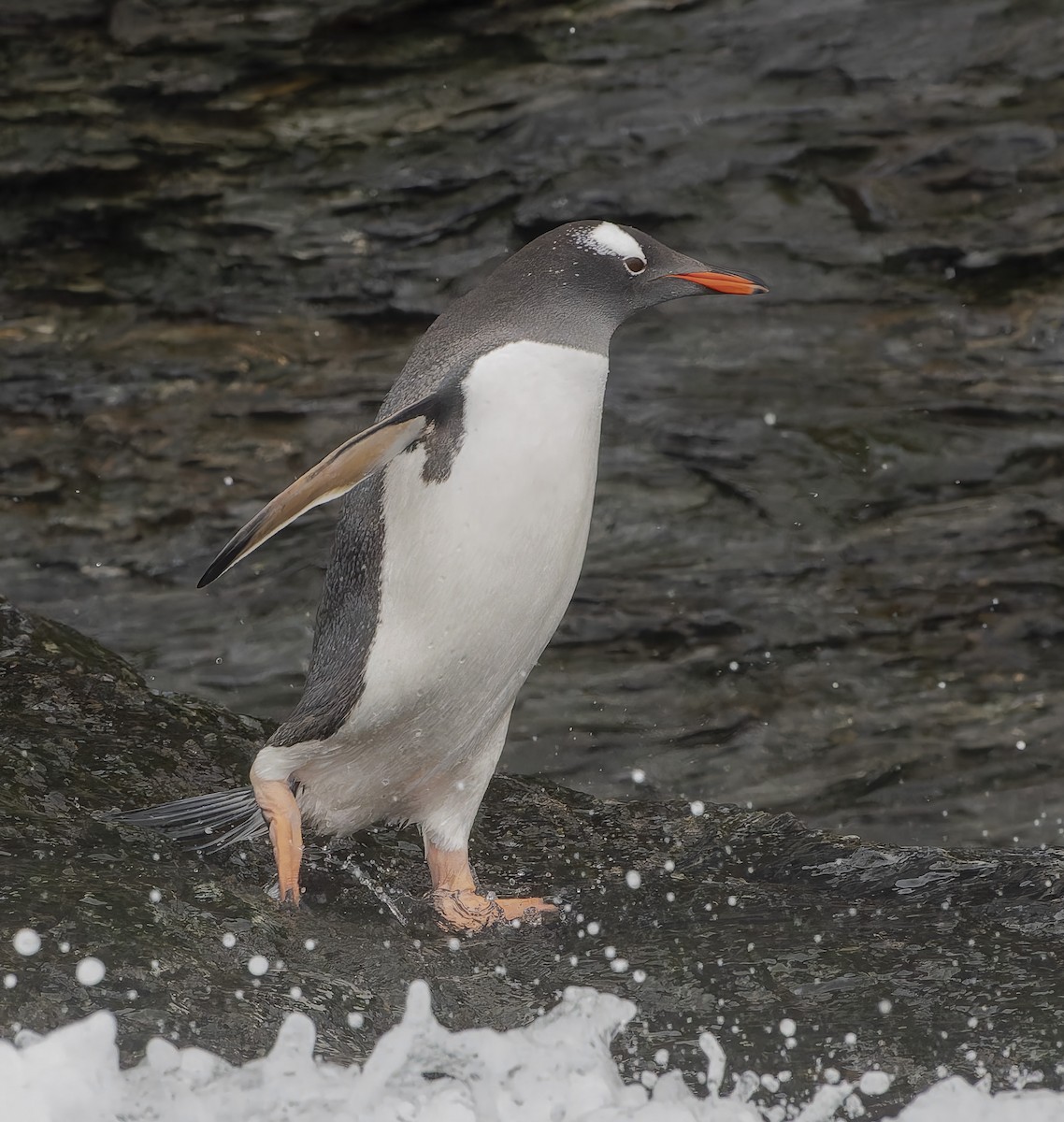 bøylepingvin - ML646384968