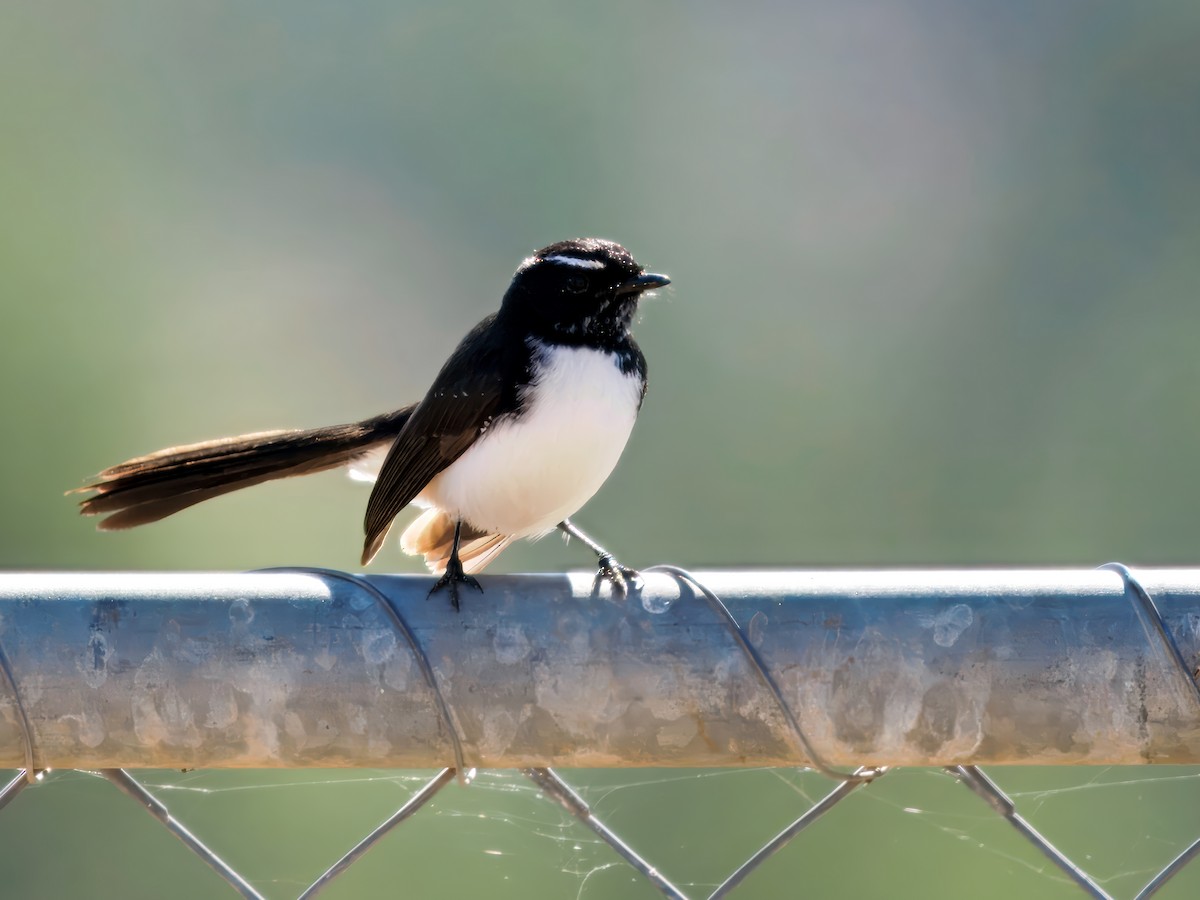 gallaviftestjert - ML646384969