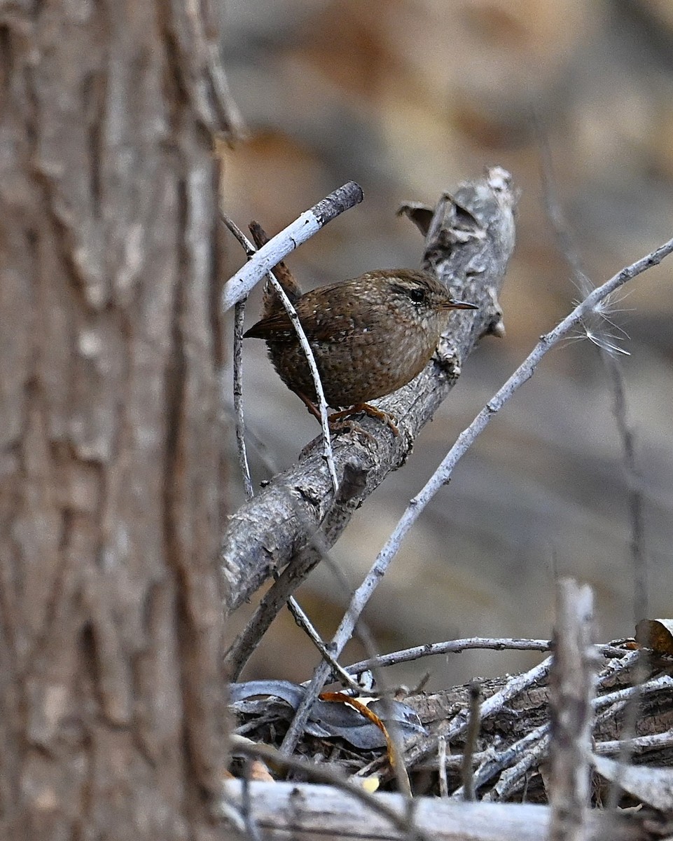 vintersmett - ML646384971