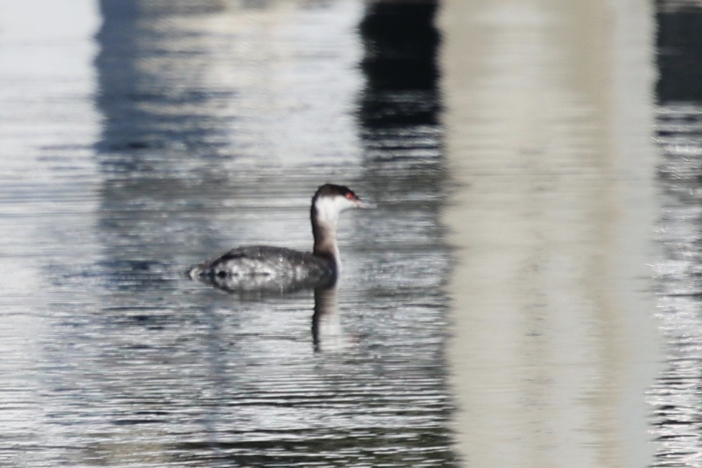 horndykker - ML646384972