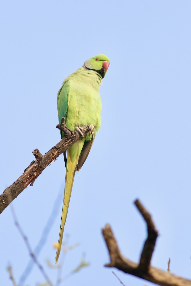 halsbåndparakitt - ML646384973