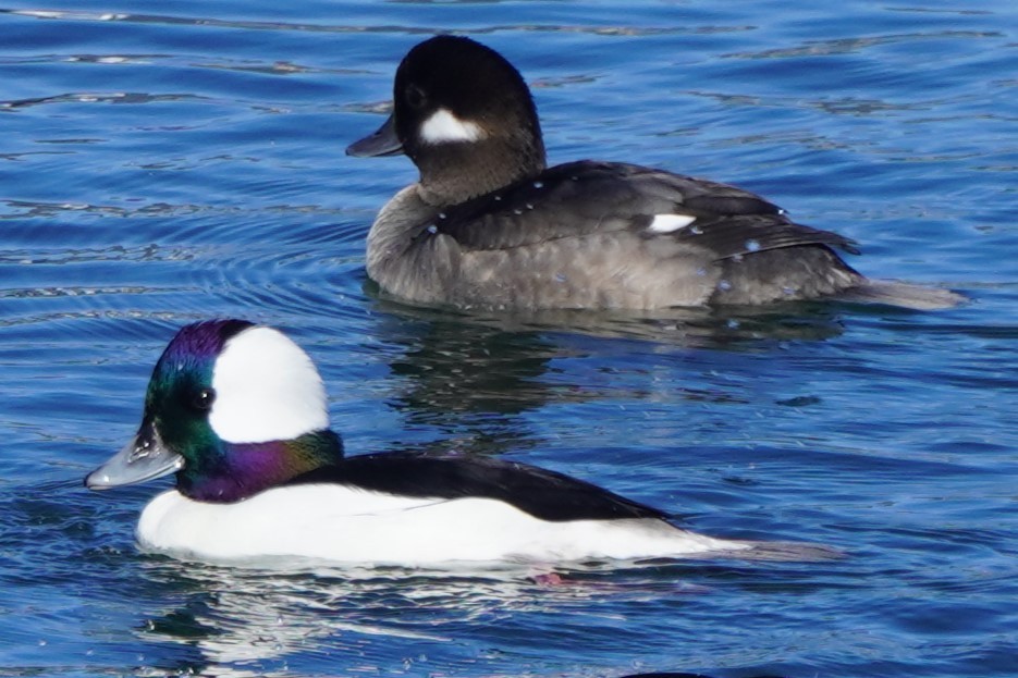 bøffeland - ML646384974