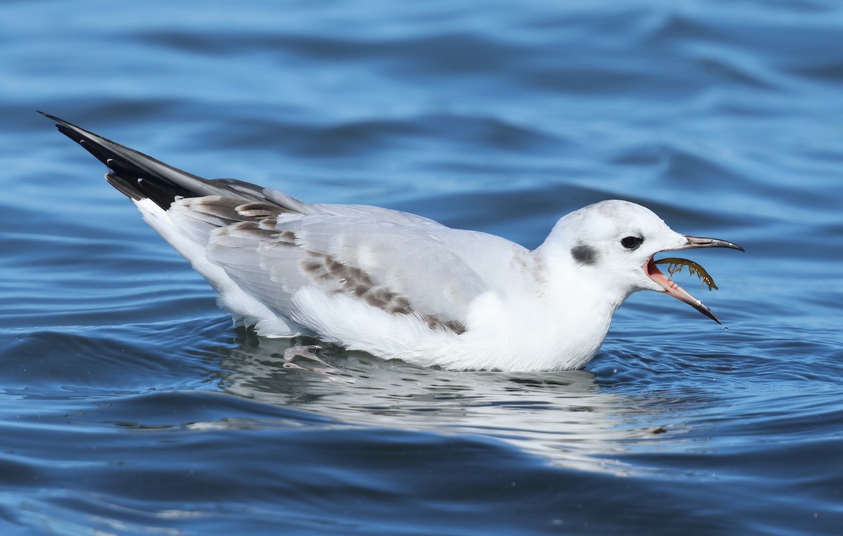 kanadahettemåke - ML646384975