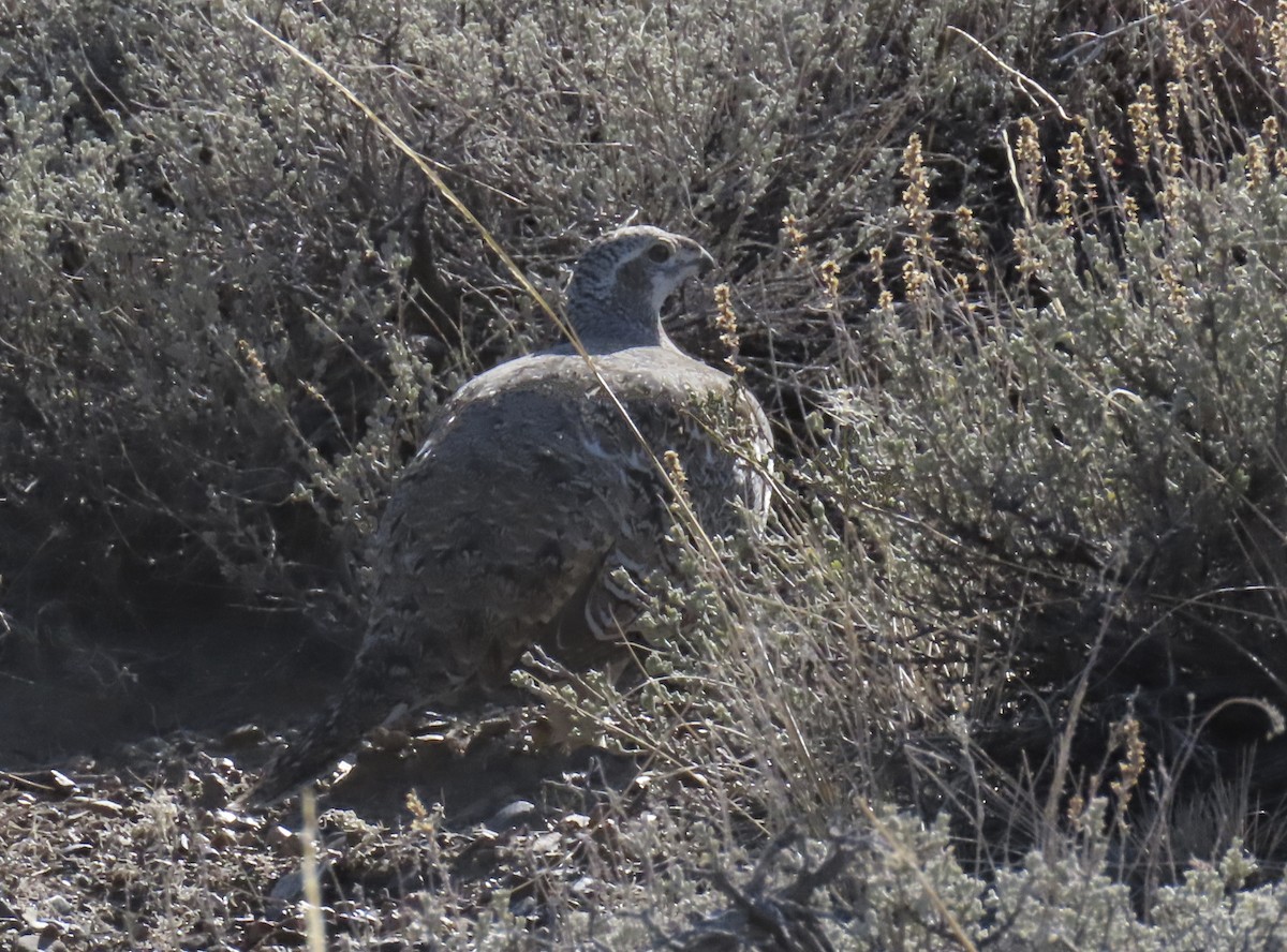 salviejerpe - ML646384976