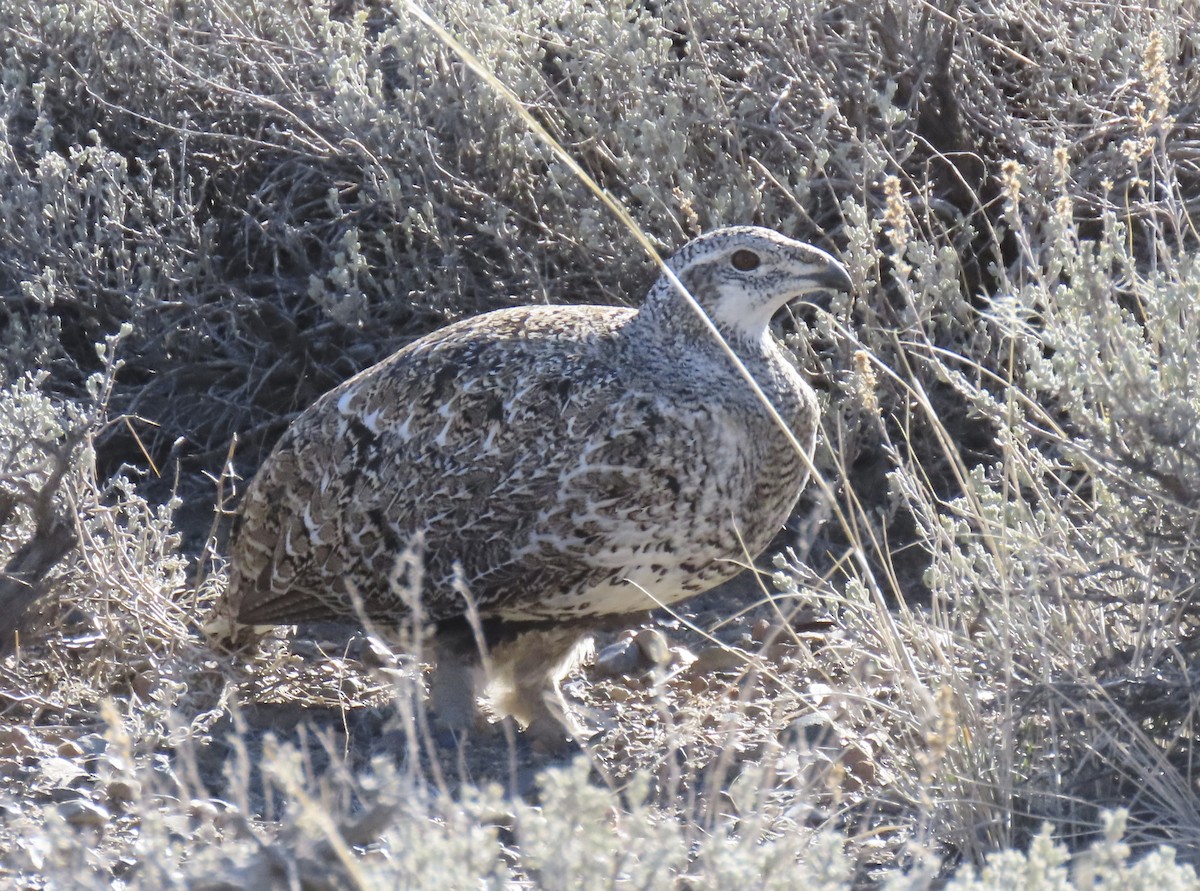 salviejerpe - ML646384977