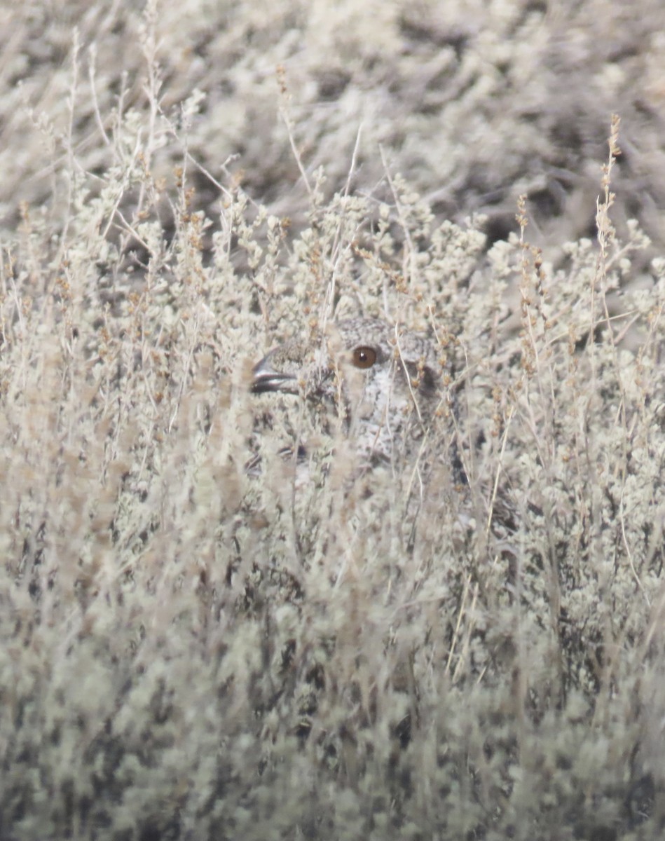 salviejerpe - ML646384978