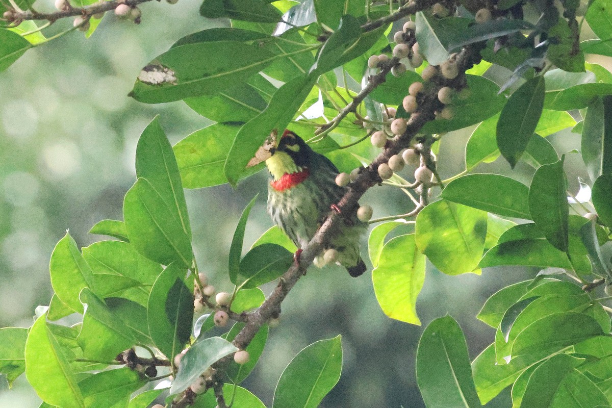 smedskjeggfugl (indicus/delicus) - ML646384981