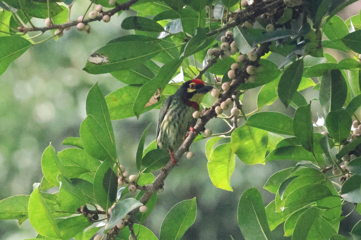 smedskjeggfugl (indicus/delicus) - ML646384982