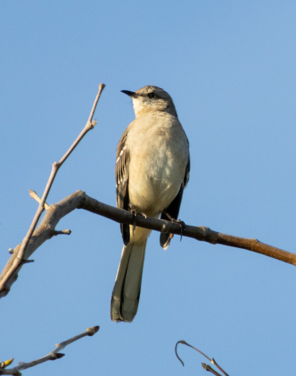 sangspottefugl - ML646384983