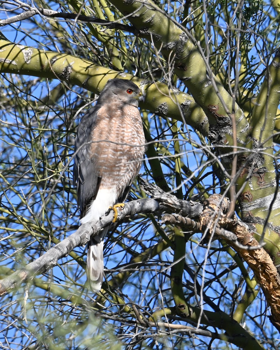 trostehauk - ML646384984